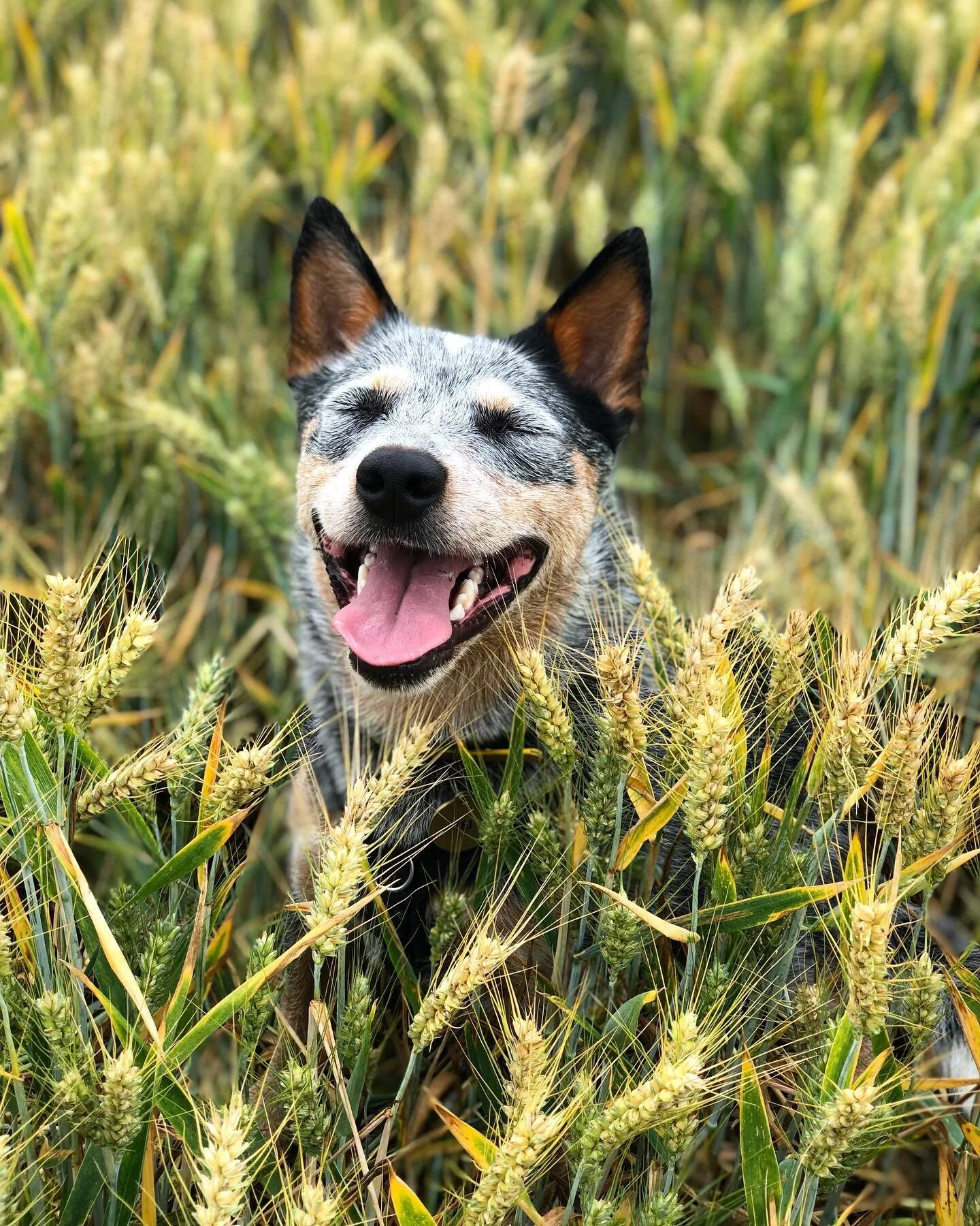 Someone is VERY excited about heading back to the Scottish Highlands 🏴󠁧󠁢󠁳󠁣󠁴󠁿 I think Rei is too! 😋 HAPPY FRIDAY!
.
Hello Holiday ☀️ 15th Jul - 2nd Aug
All emails/enquiries will be dealt with after Mon 2nd Aug. Any orders placed during this ti