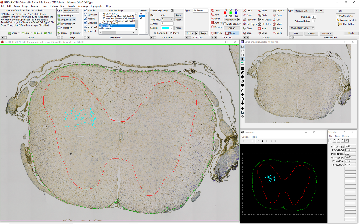 Cell Mapping and Analysis