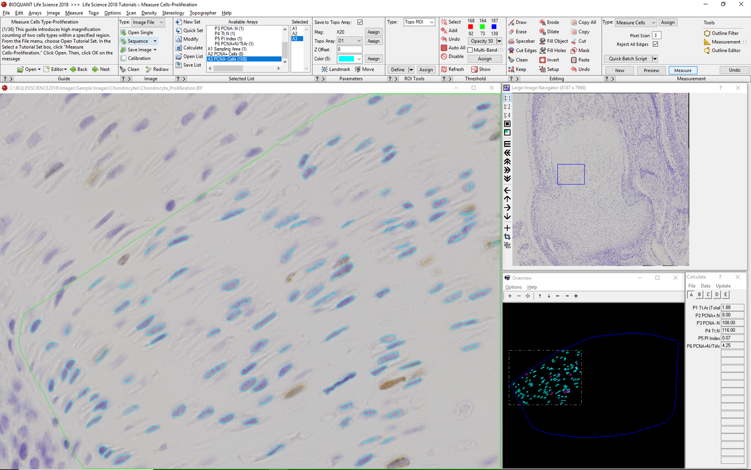 Cell Proliferation Analysis