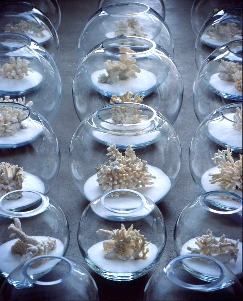 37201210546939_kelly coral.jpg