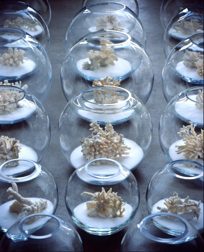 37201210546939_kelly coral.jpg