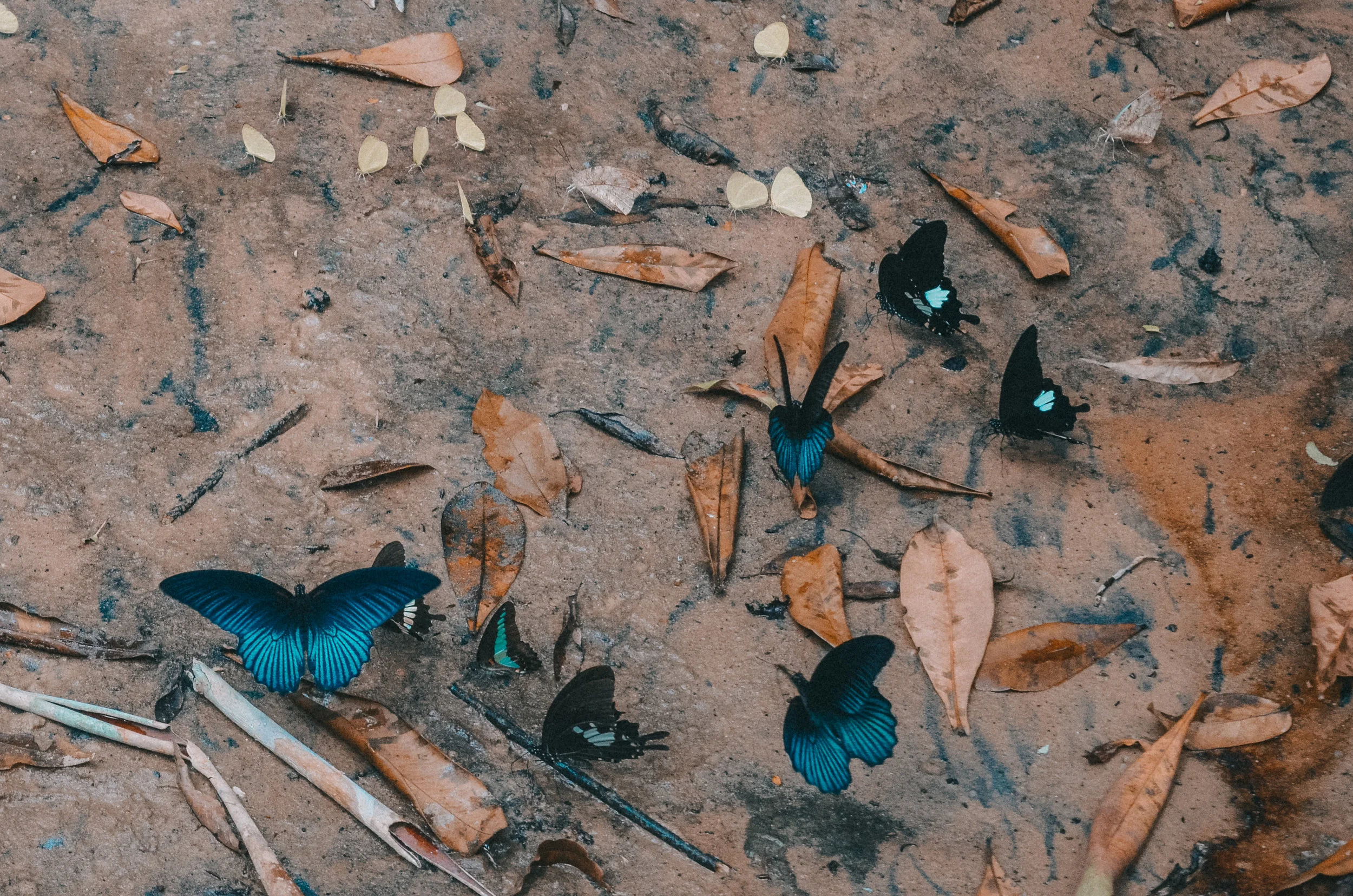 DSC_0055.jpg