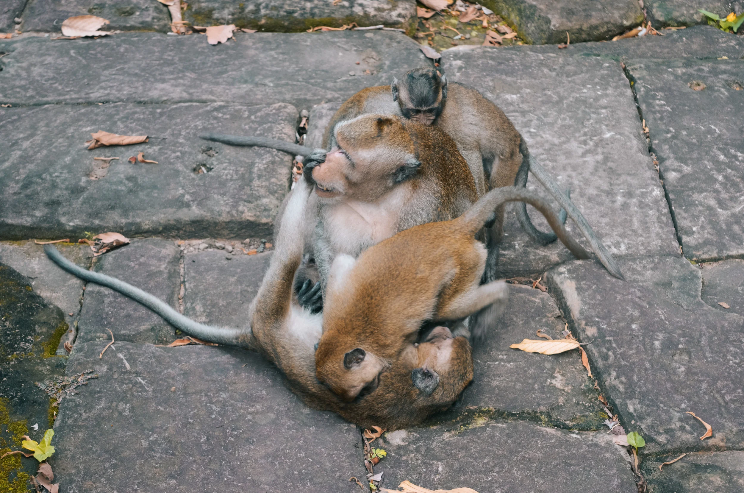 DSC_0054.jpg