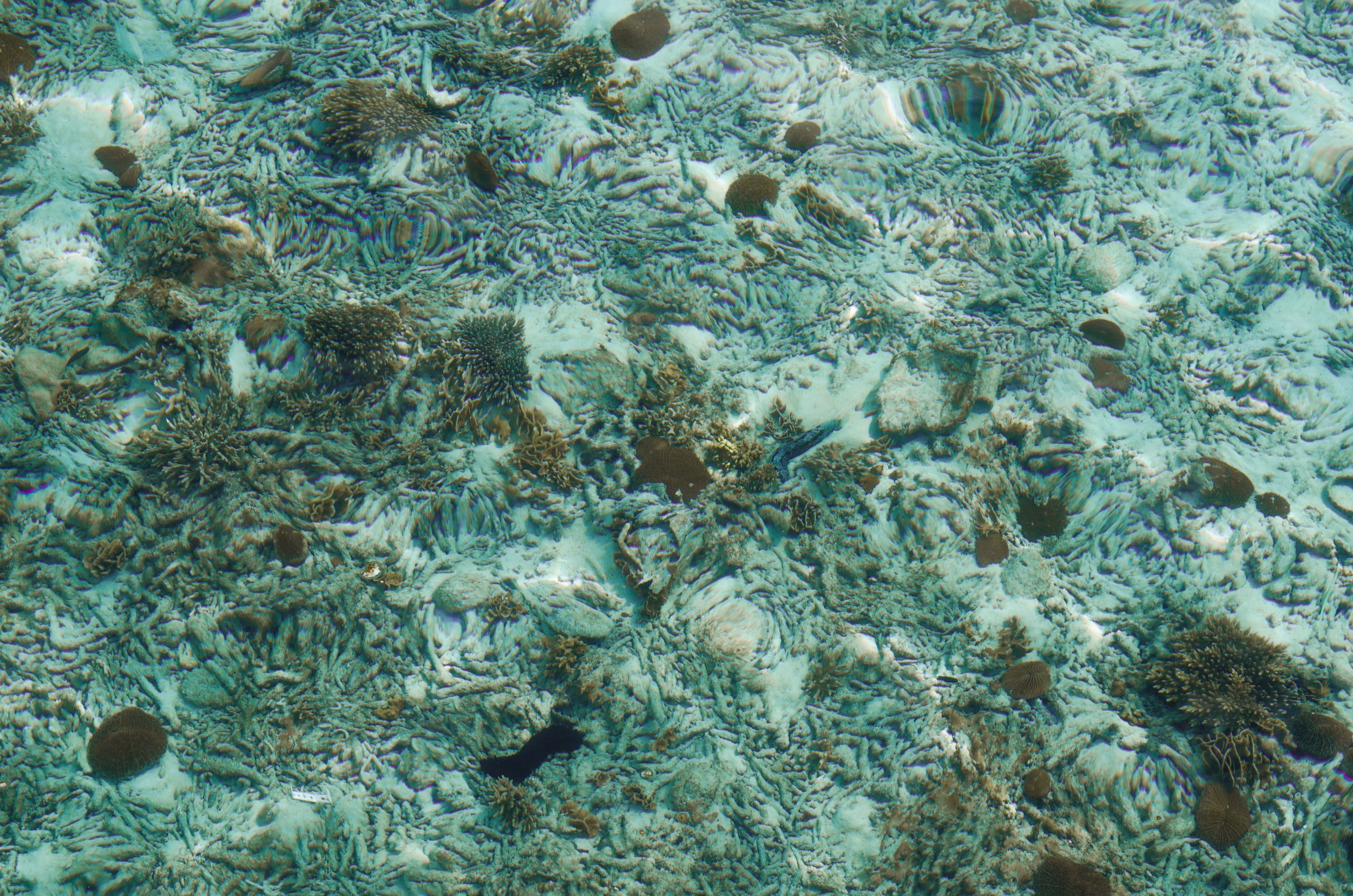 DSC_0078-1.jpg