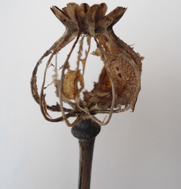 Helen Poremba Textile Artist - Dried Poppy Heads