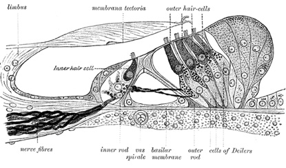 Location of neuronal hair cells in the inner ear (Source: Dimensionsguide)