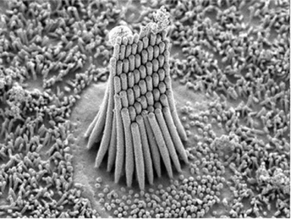 Scanning Electron Micrograph of Hair Cell