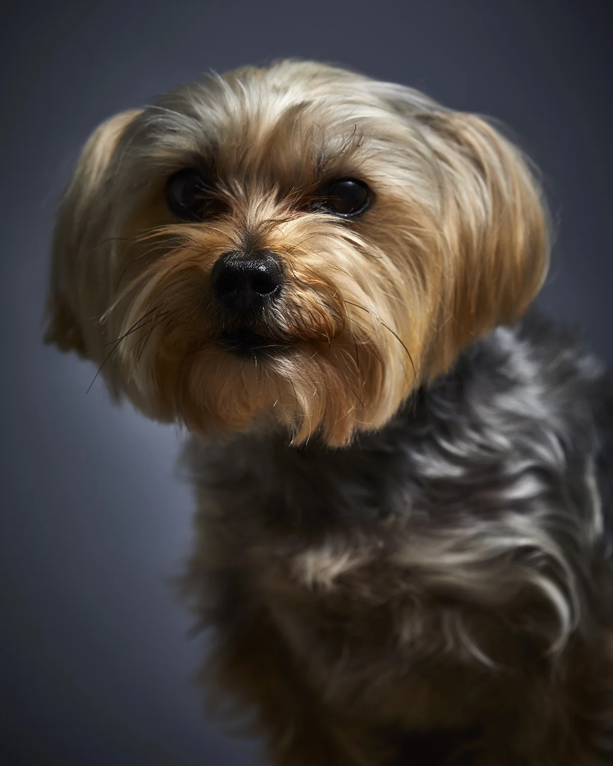 Dogumenta_Headshots-039.jpg