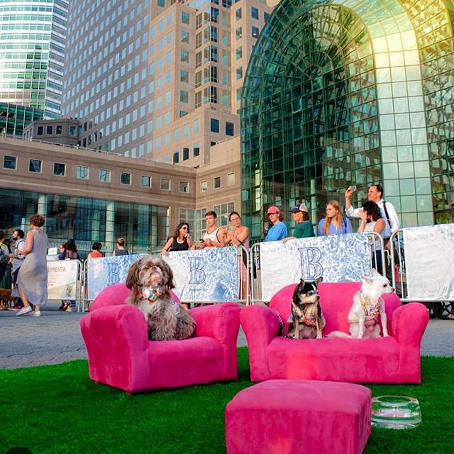 NYC Culture hounds Bogie, Kimba and Henry felt right at home in this art installation by Graham Caldwell #tbt to our first exhibition FOR dogs at @brookfieldplny last August @artsbrookfield we can't wait for you to see what we've cooked up for our LA