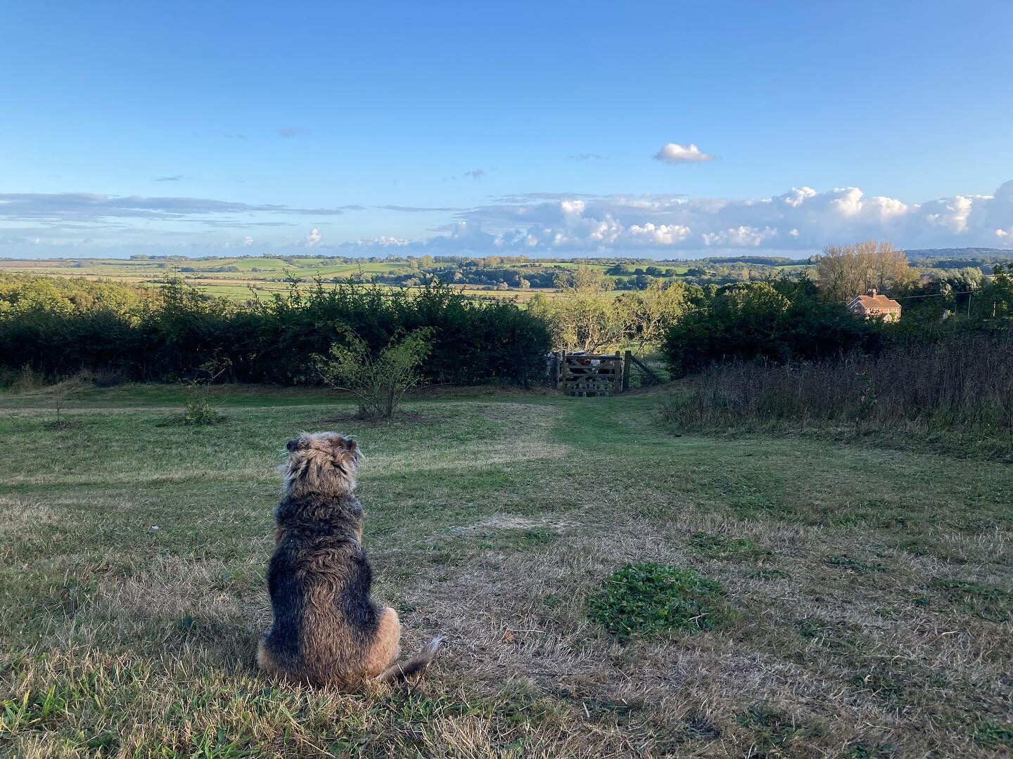 Beautiful evening tonight, the Autumn sun on the valley is breathtaking. Truffle enjoying the view. @barefoot yurts and safari tent #barefootyurts #yurts #safaritent #amazingview #eastsussex #glamping #luxuriouscamping #autumn