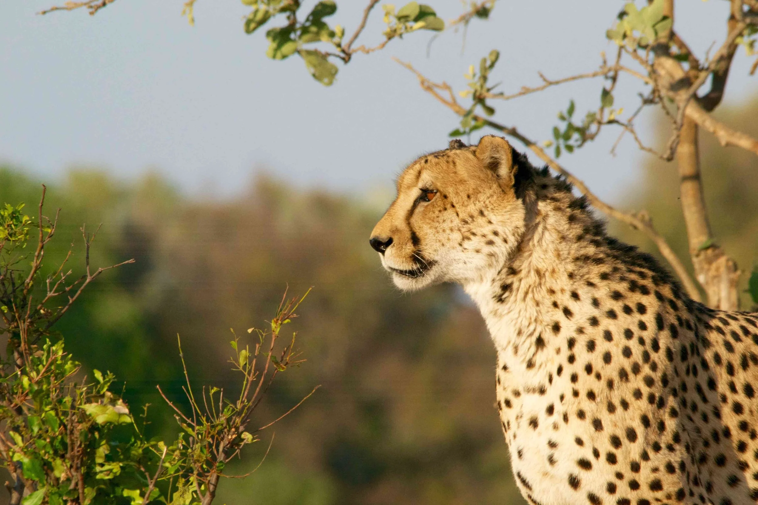 Hatha Yoga &amp; Oracle: L’esprit sauvage animal