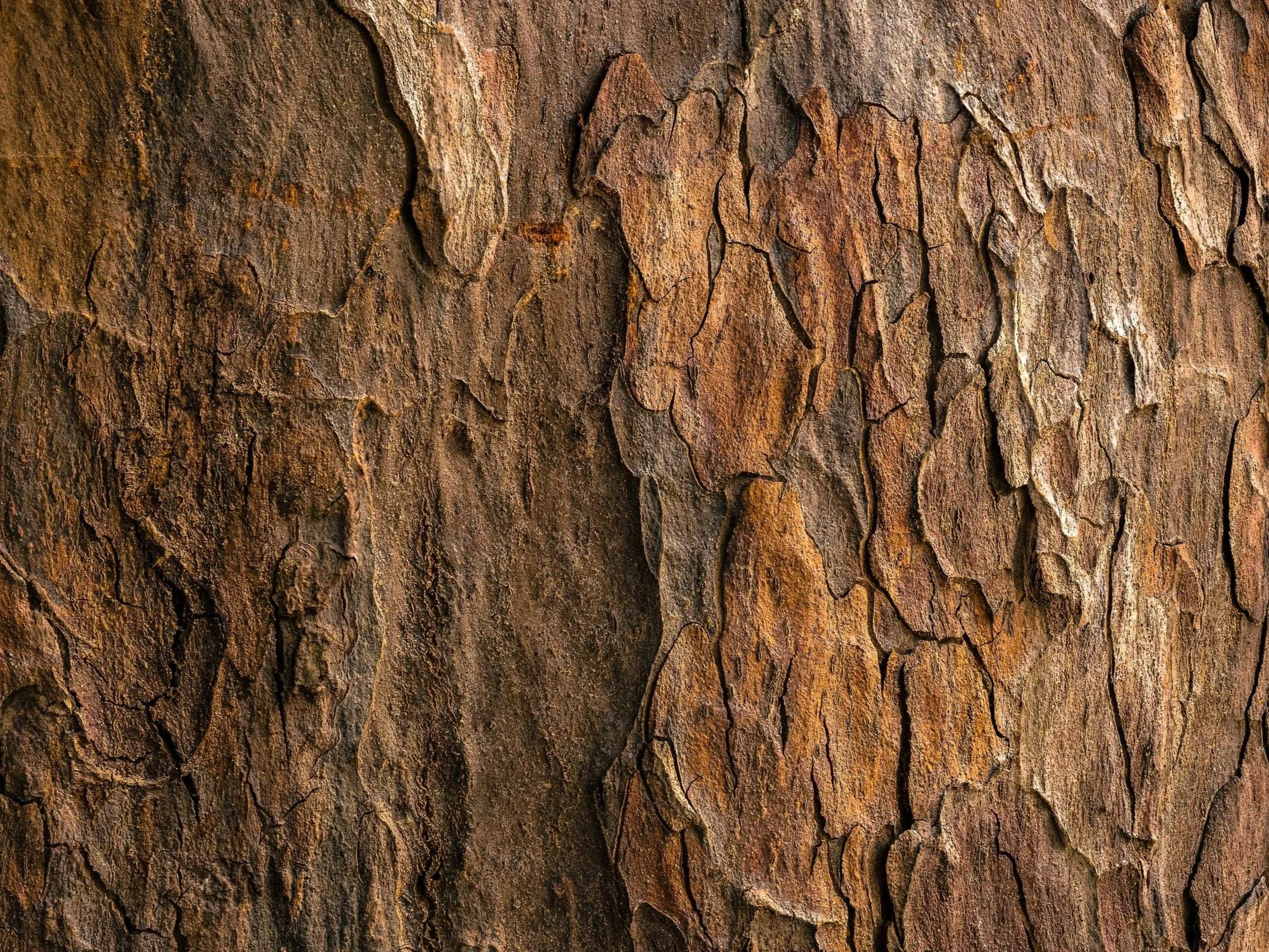 BOIS DE SANTAL

Un parfum boisé, doux et chaleureux, caractéristique du santal indien. Il présente également une facette florale, avec notamment des notes de jasmin.

Profil : 🌳 Boisé · 🤍 Doux · 🌸 Floral