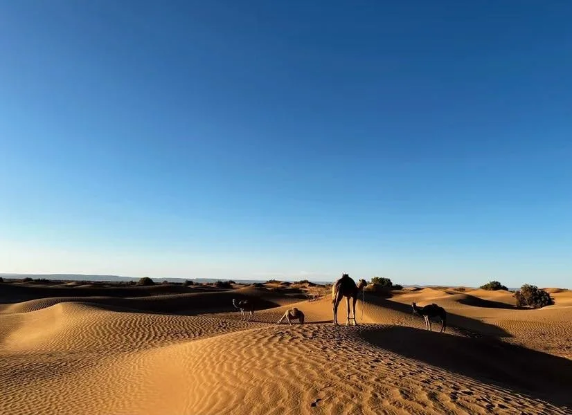 desert 1 L.jpg