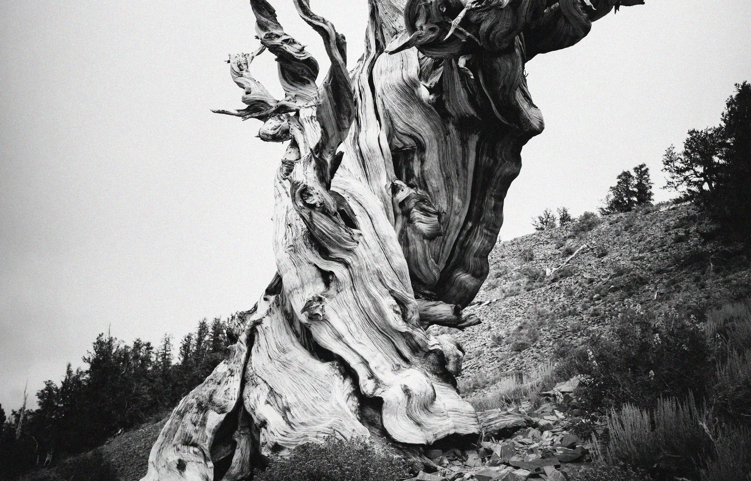 AncientTree_bw.jpg