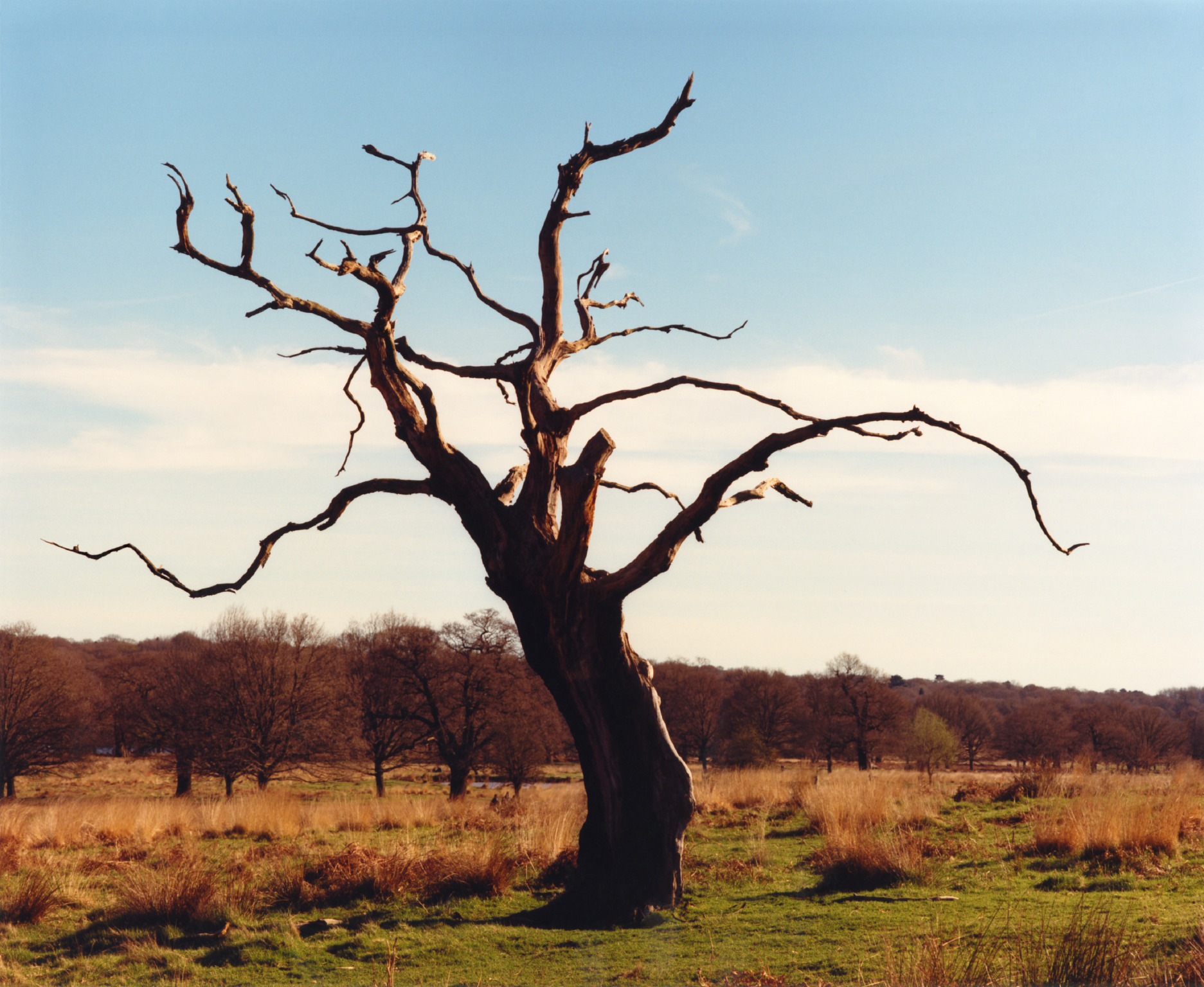 TREE_RICHMOND_preview.jpeg