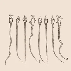 Sperm_Anton_van_Leeuwenhoek_Rabbit_dog.jpg