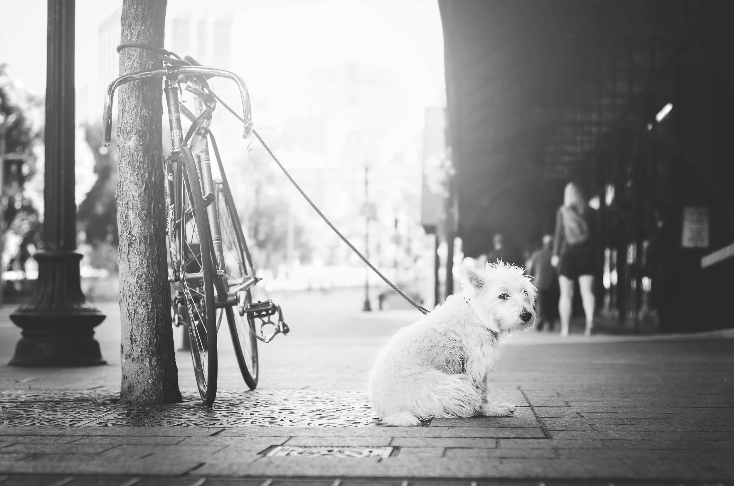 The Myth of Brand Loyalty