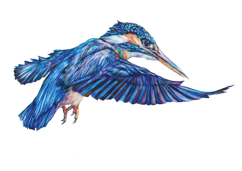 ClaudineOS_Kingfisher