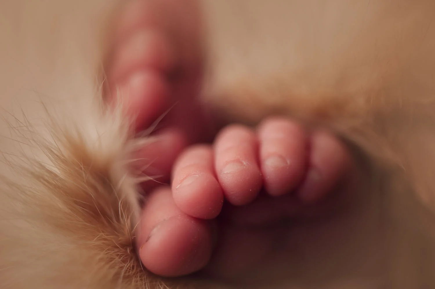 newbornphotography_11_1.jpg