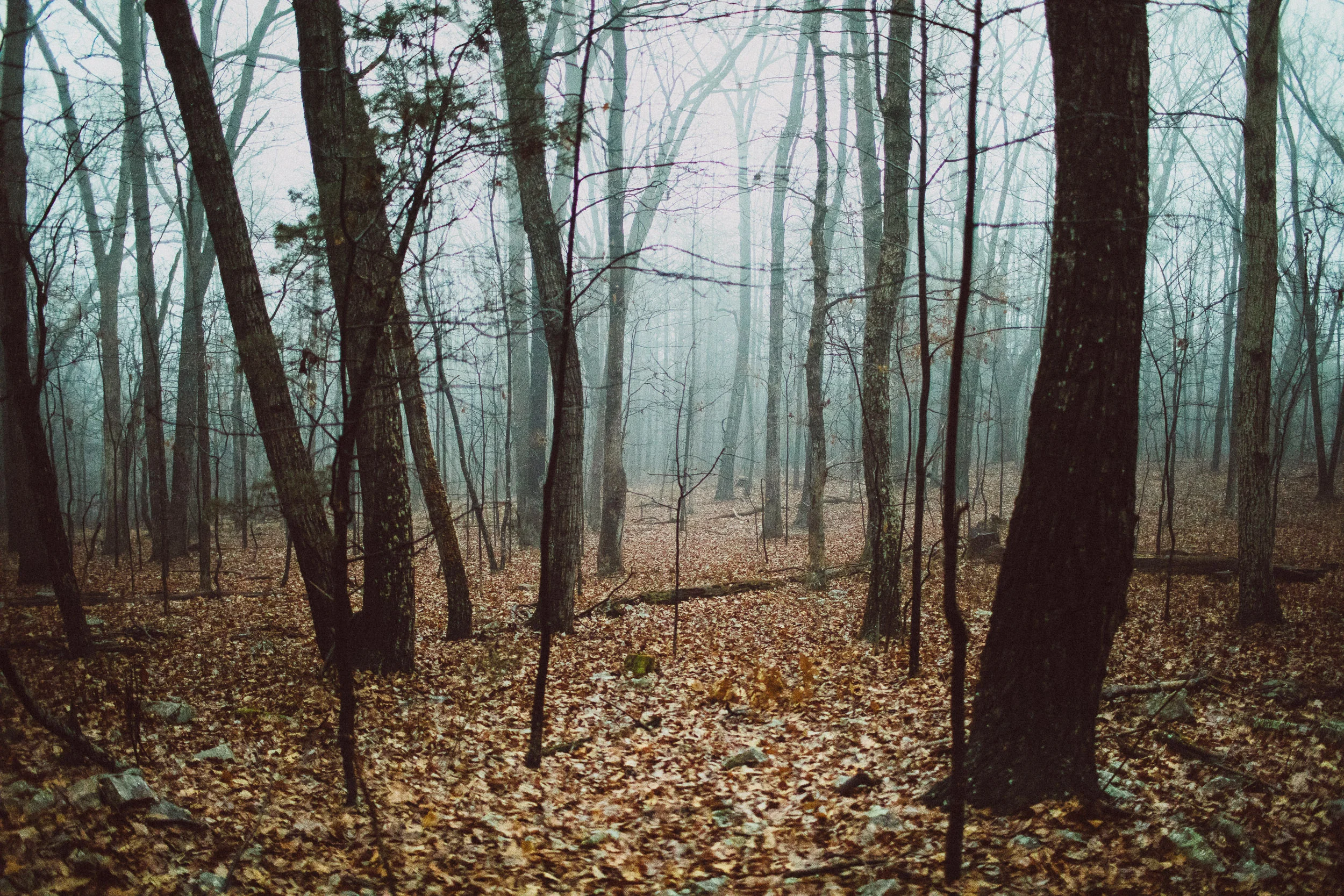 _MG_2601.jpg