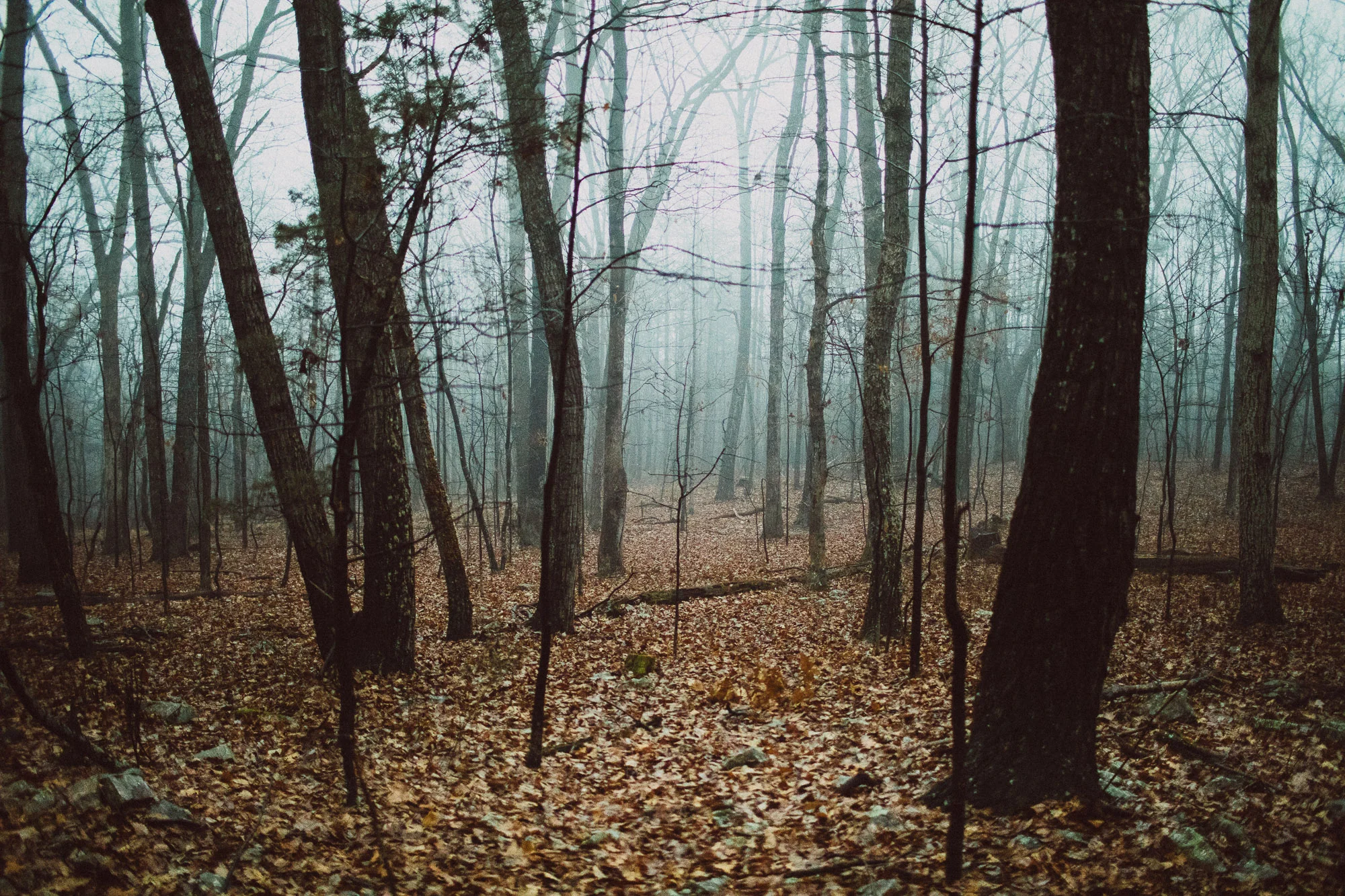 _MG_2601.jpg