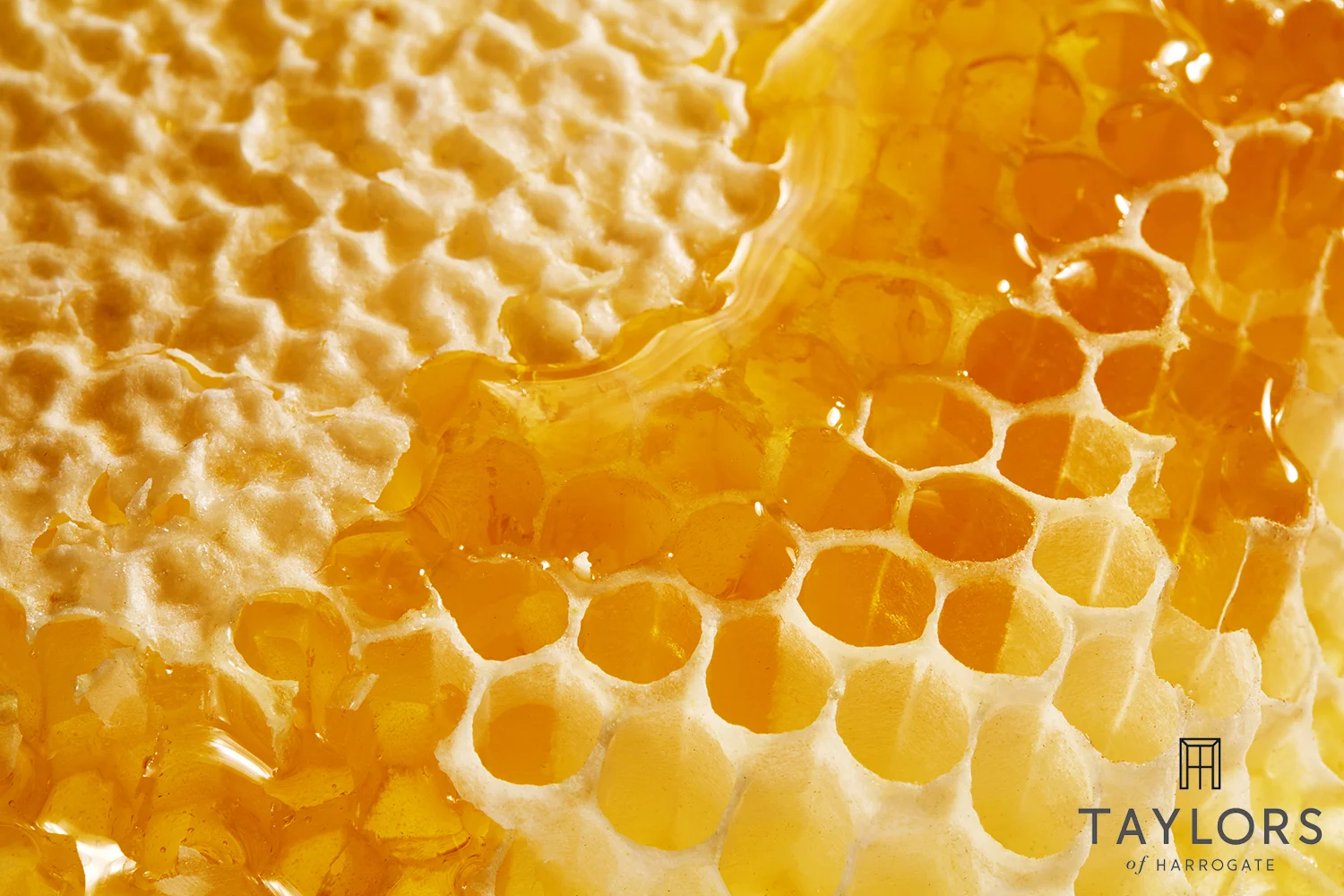 Honey_2045_v4.jpg