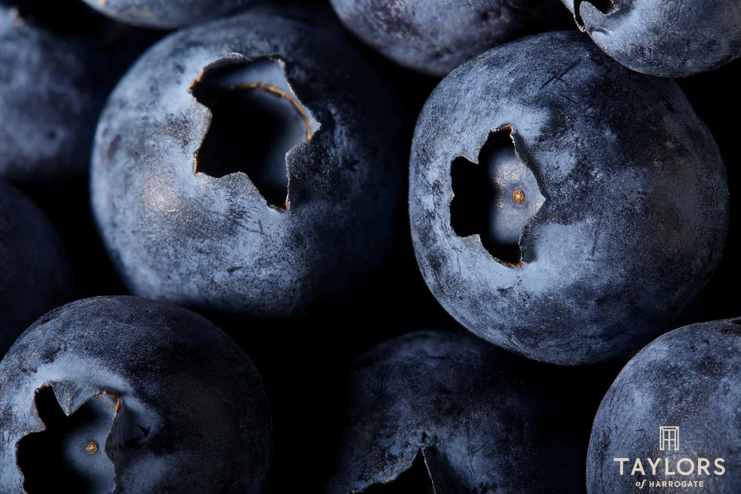 Hilary-Moore-Food-Photography-Taylors-blueberries.jpg