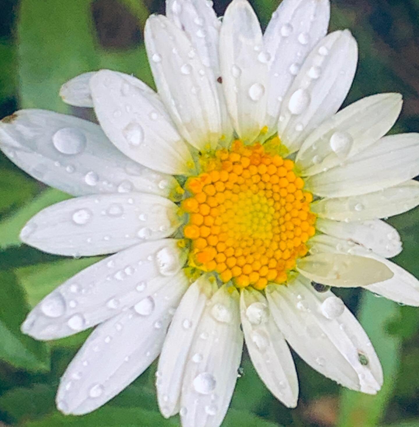 We are so THANKFUL for this long-awaited rain! 

Our rain barrels are filling with water needed to nourish our thirsty gardens.

We believe in serving you flavorful, nutritionally rich food using only the finest local organic ingredients and earth-fr