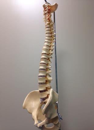 Spinal Injury AAA Physical Therapy.jpg