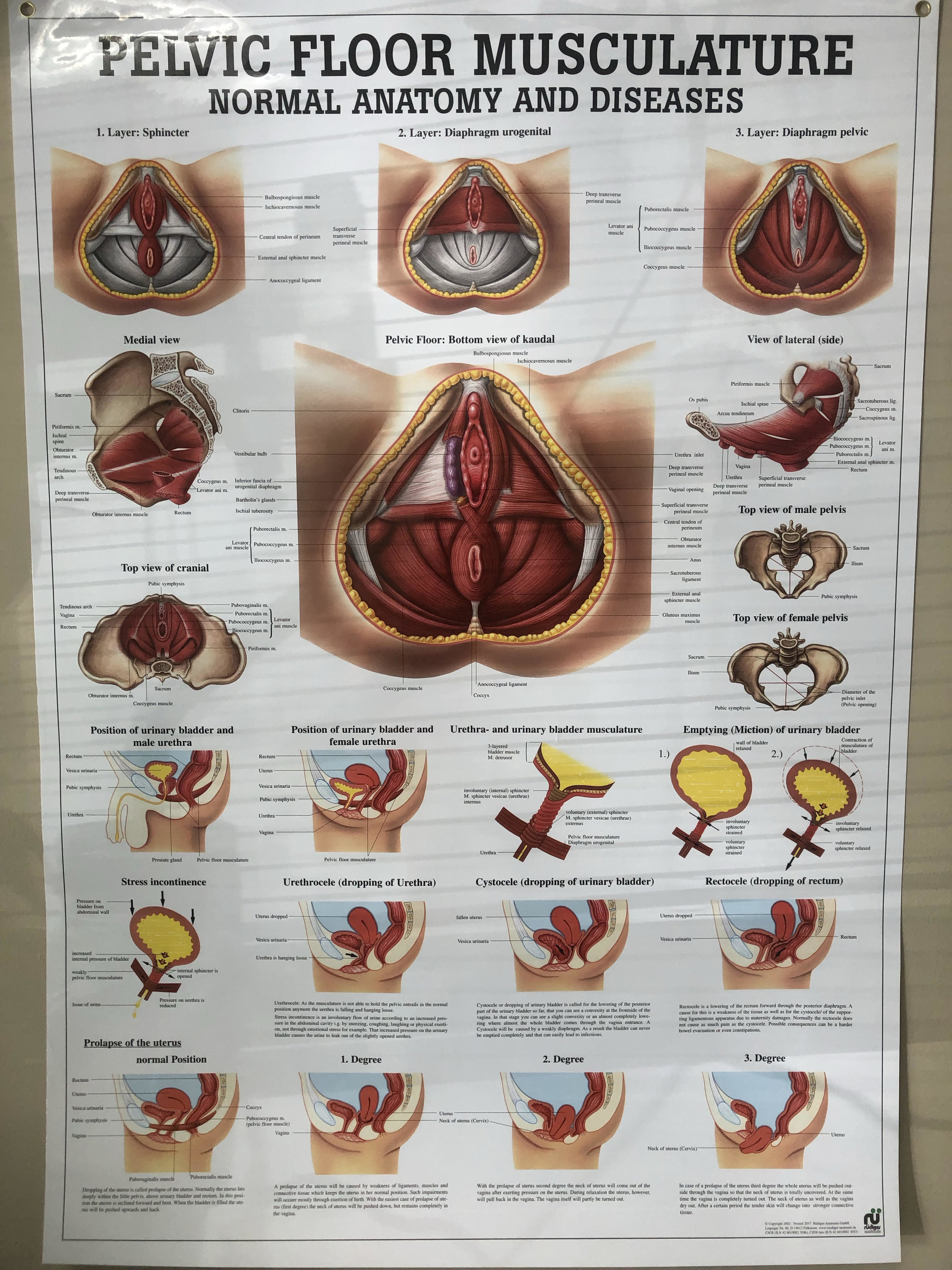 Best Pelvic Floor Pelvic Health PT near me Columbia Howard County MD AAA Physical Therapy.jpg