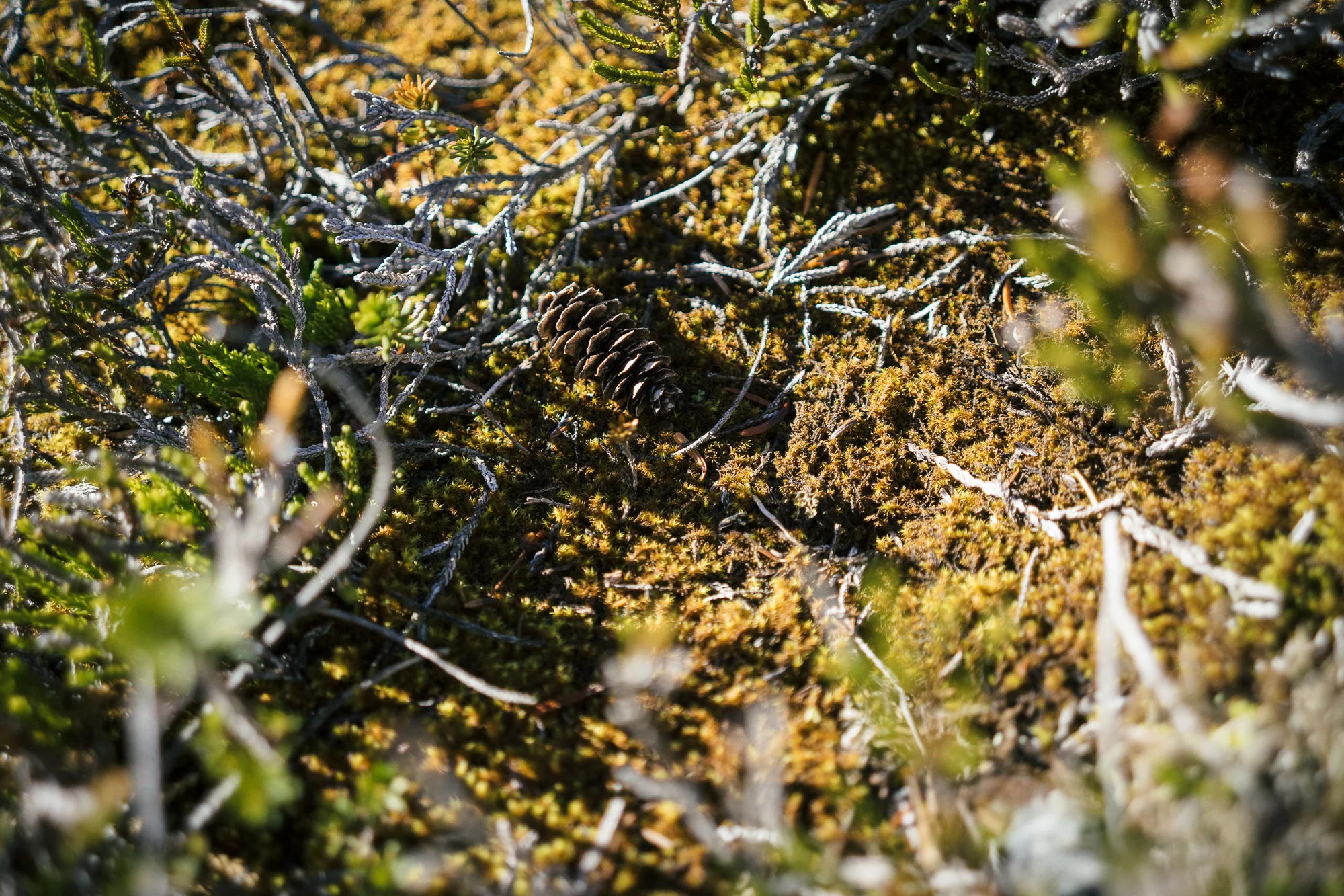 Tricouni-05660.jpg