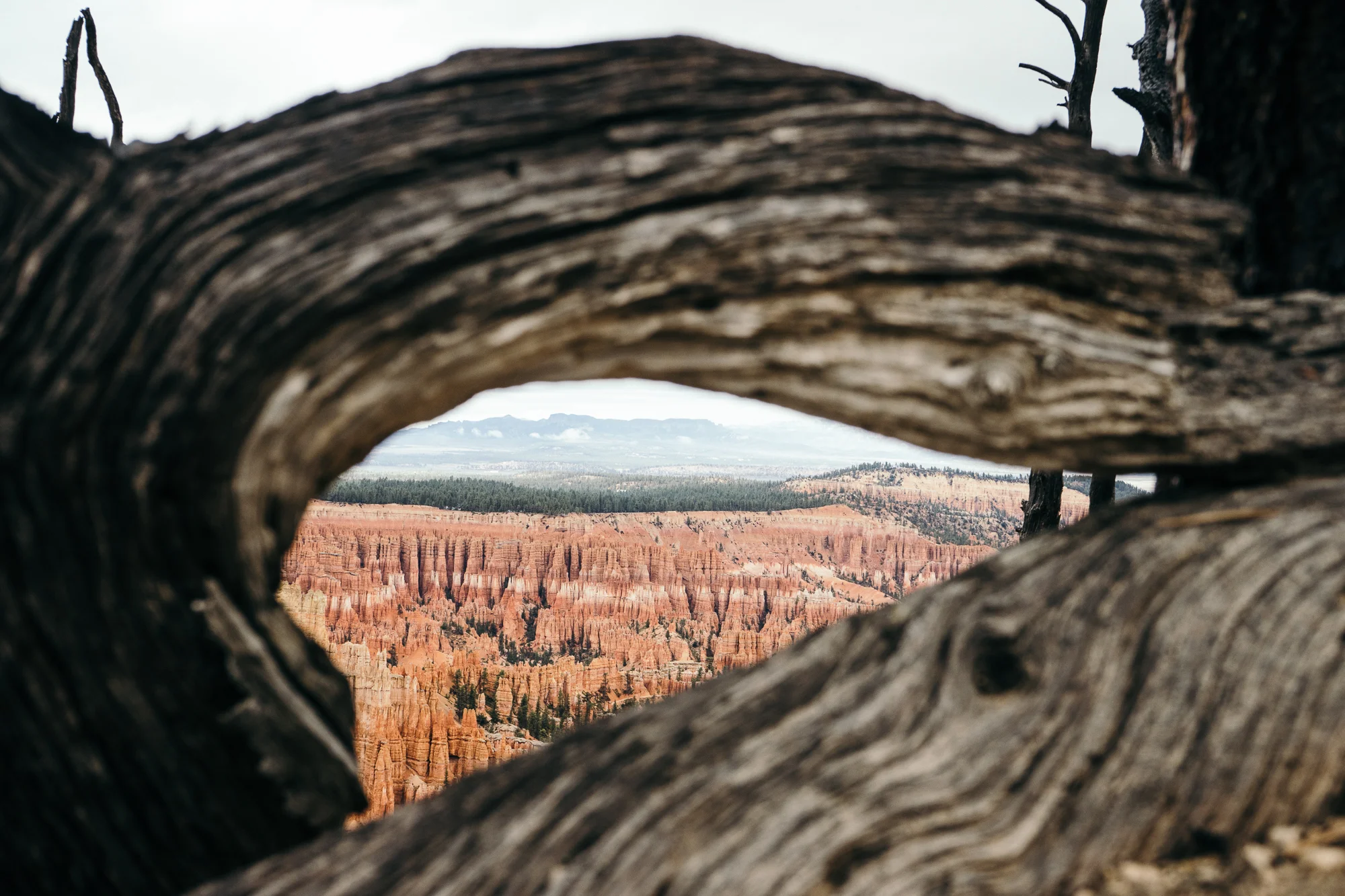 Bryce-05771.jpg
