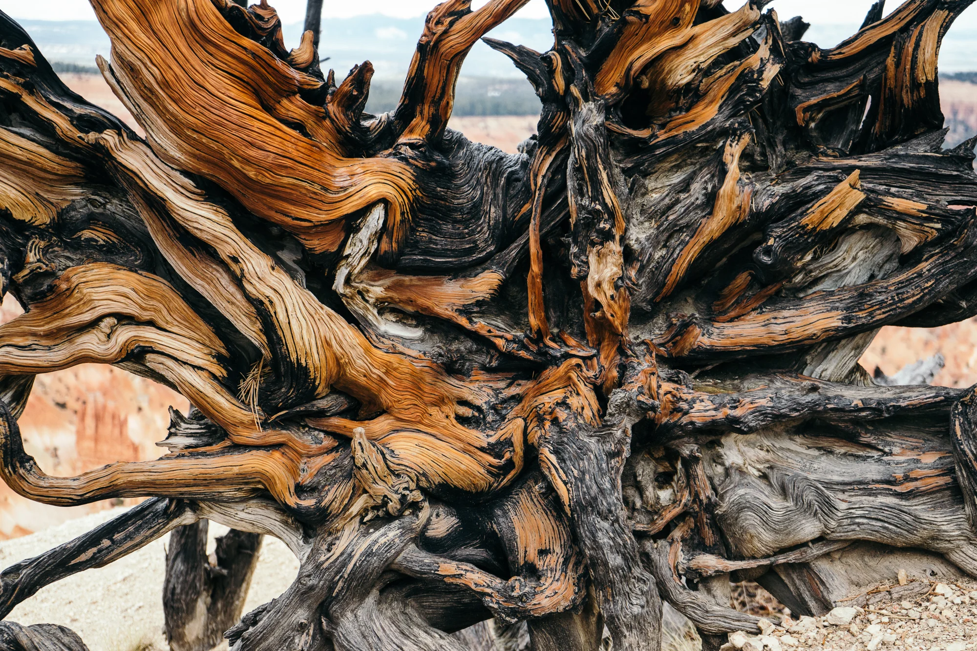 Bryce-05778.jpg