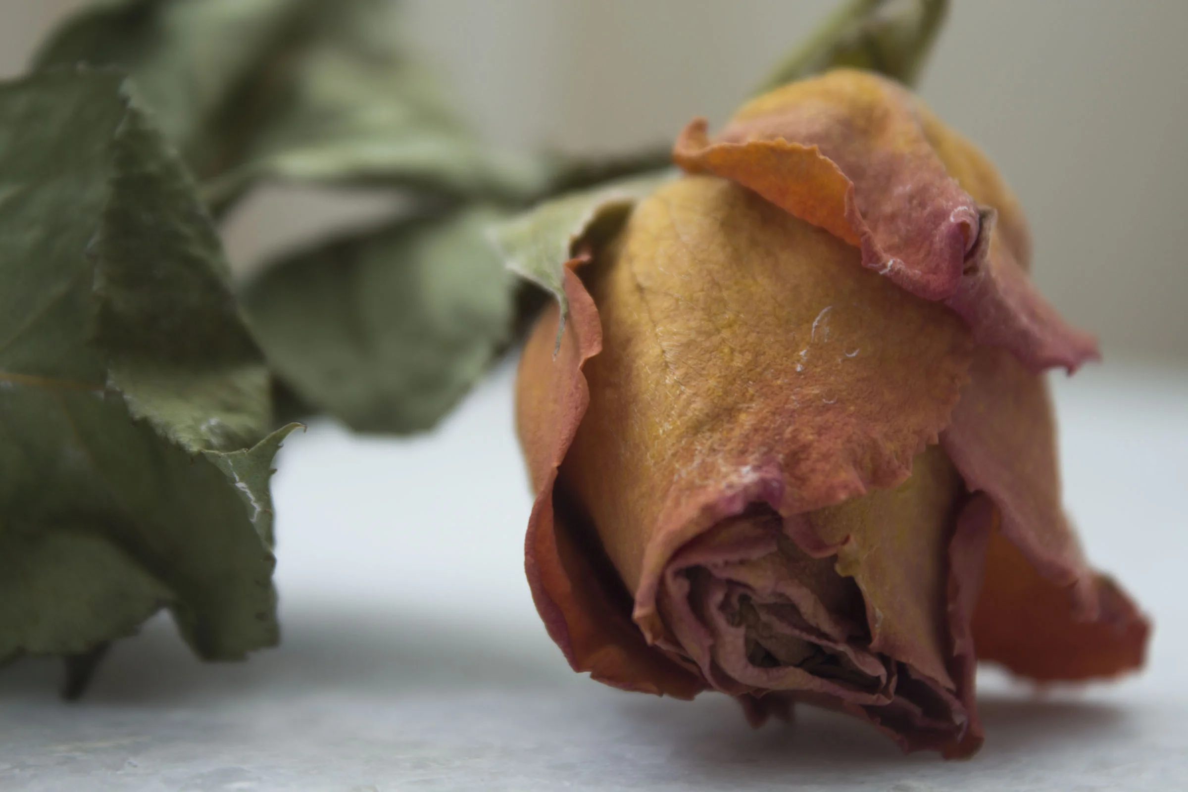Decaying Rose, Miami, 2016