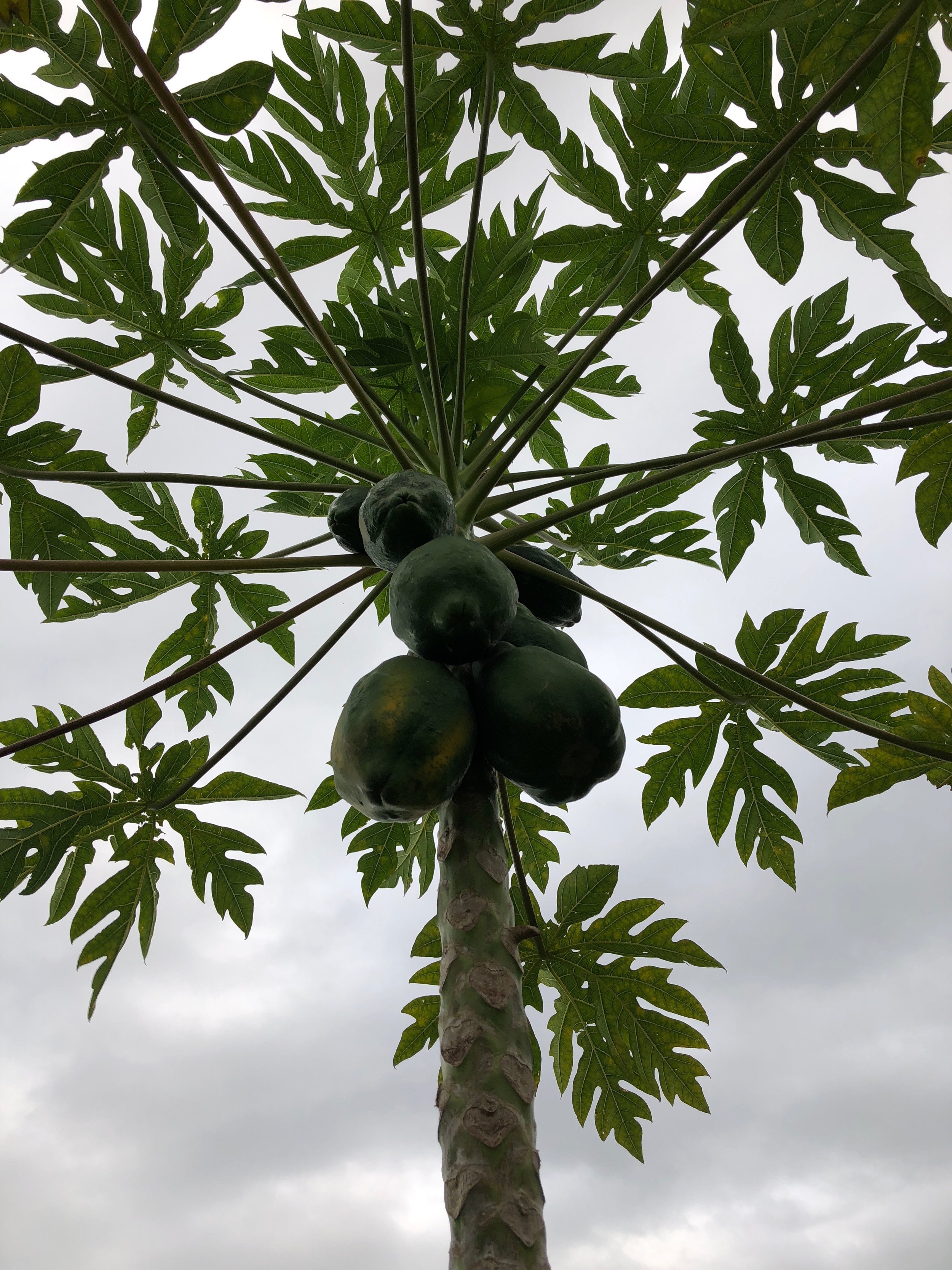 papaya tree.jpeg