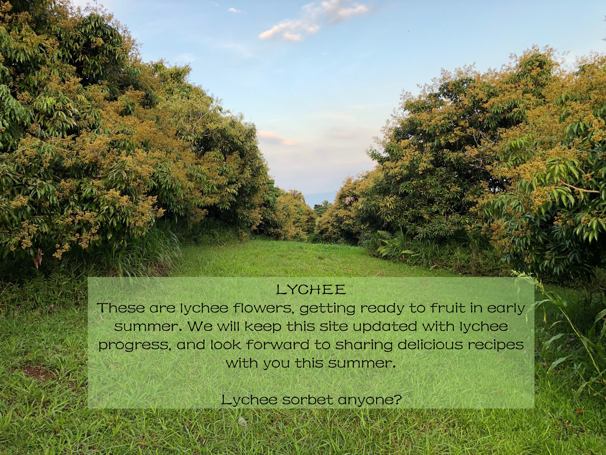 lychee orchard 1.jpeg