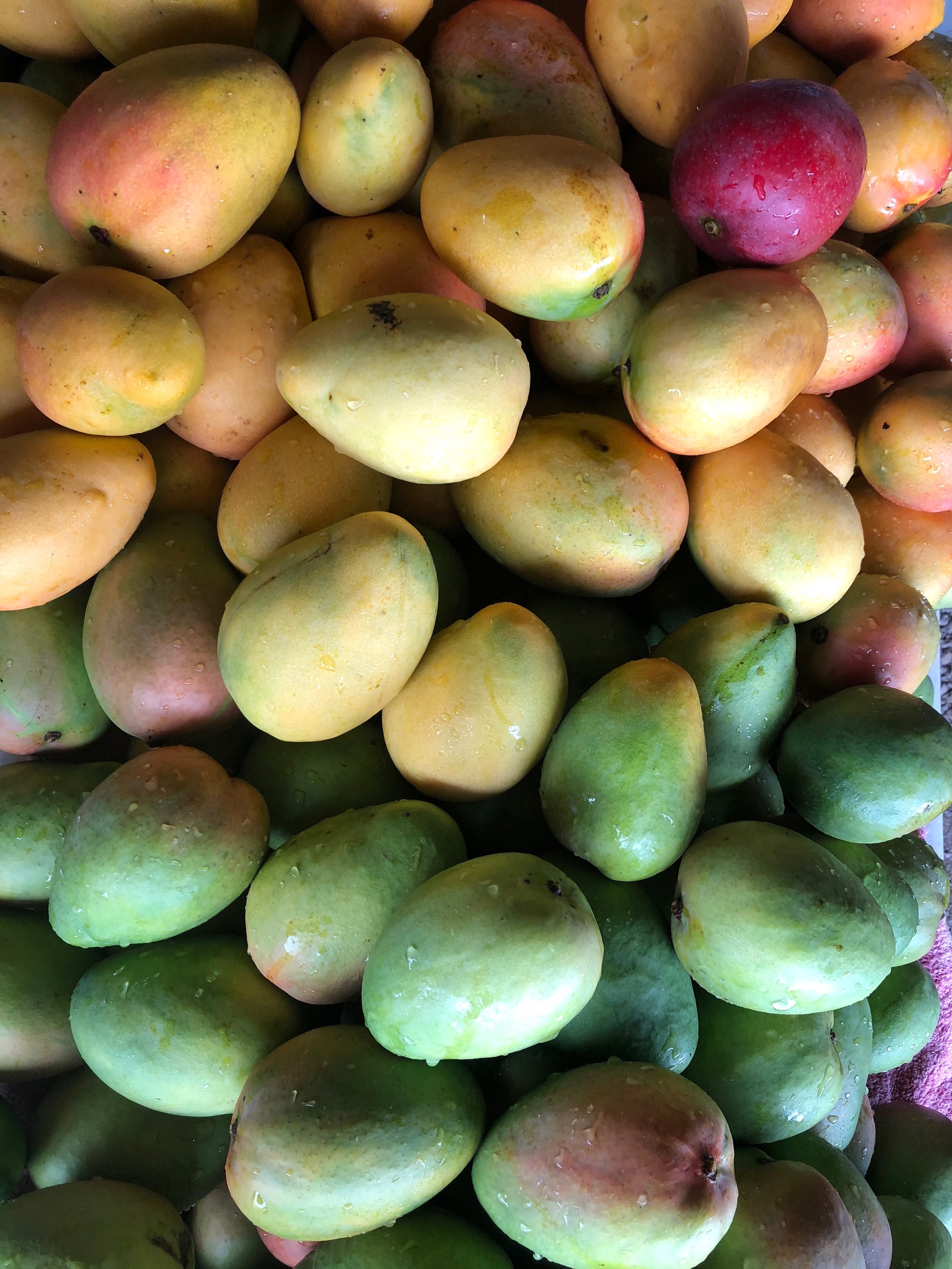 pretty mango.jpeg