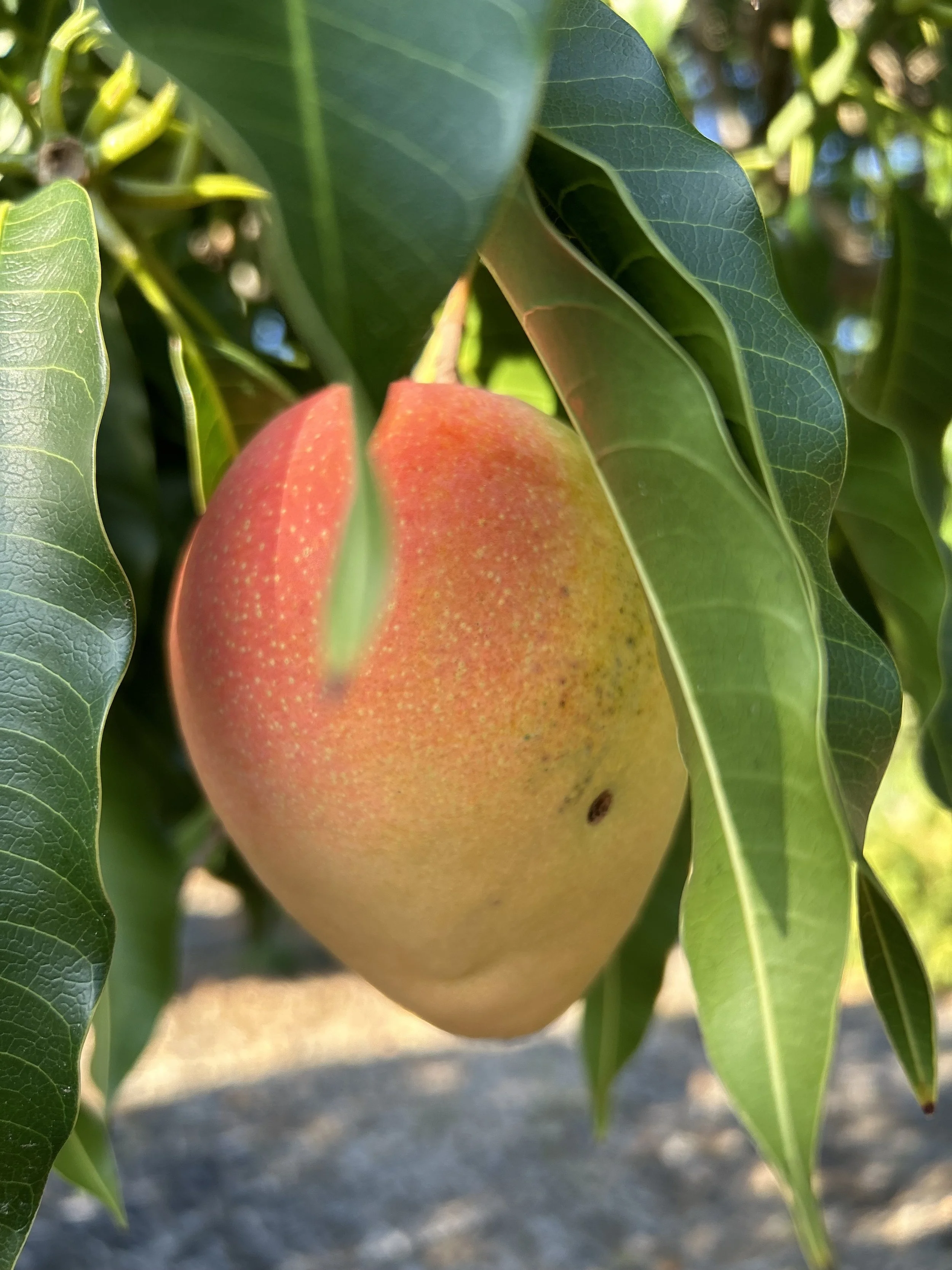 mango in tree.jpg
