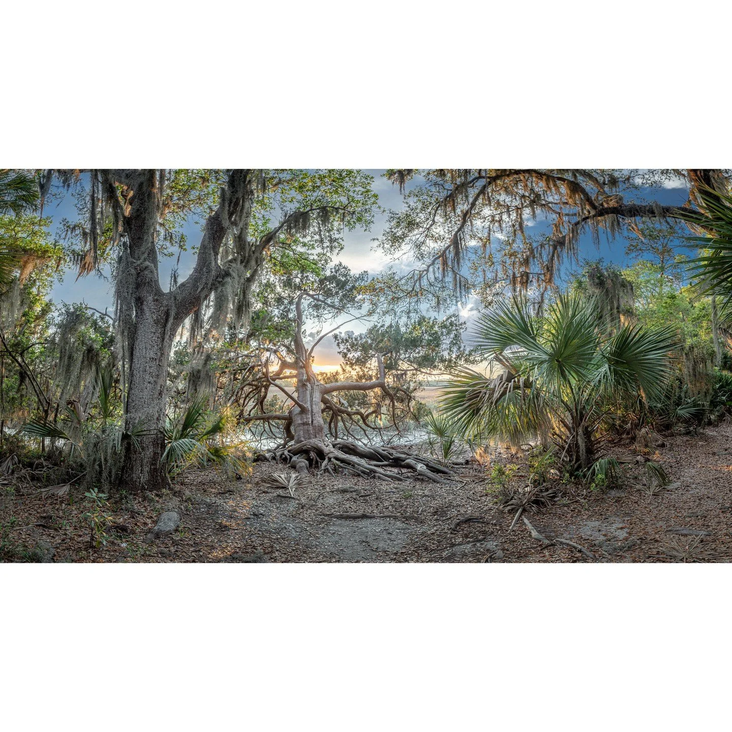Teake Zuidema, &quot;Forest Trinity.&quot; Archival pigment print, 21 x 39 inches.⁠
⁠
@teakezuidema⁠
⁠
On Display in &quot;Living on the Edge,&quot; A Solo Exhibition by Teake Zuidema in The Ellis Gallery through October 18th, 2025. ⁠
⁠
Gallery Hours