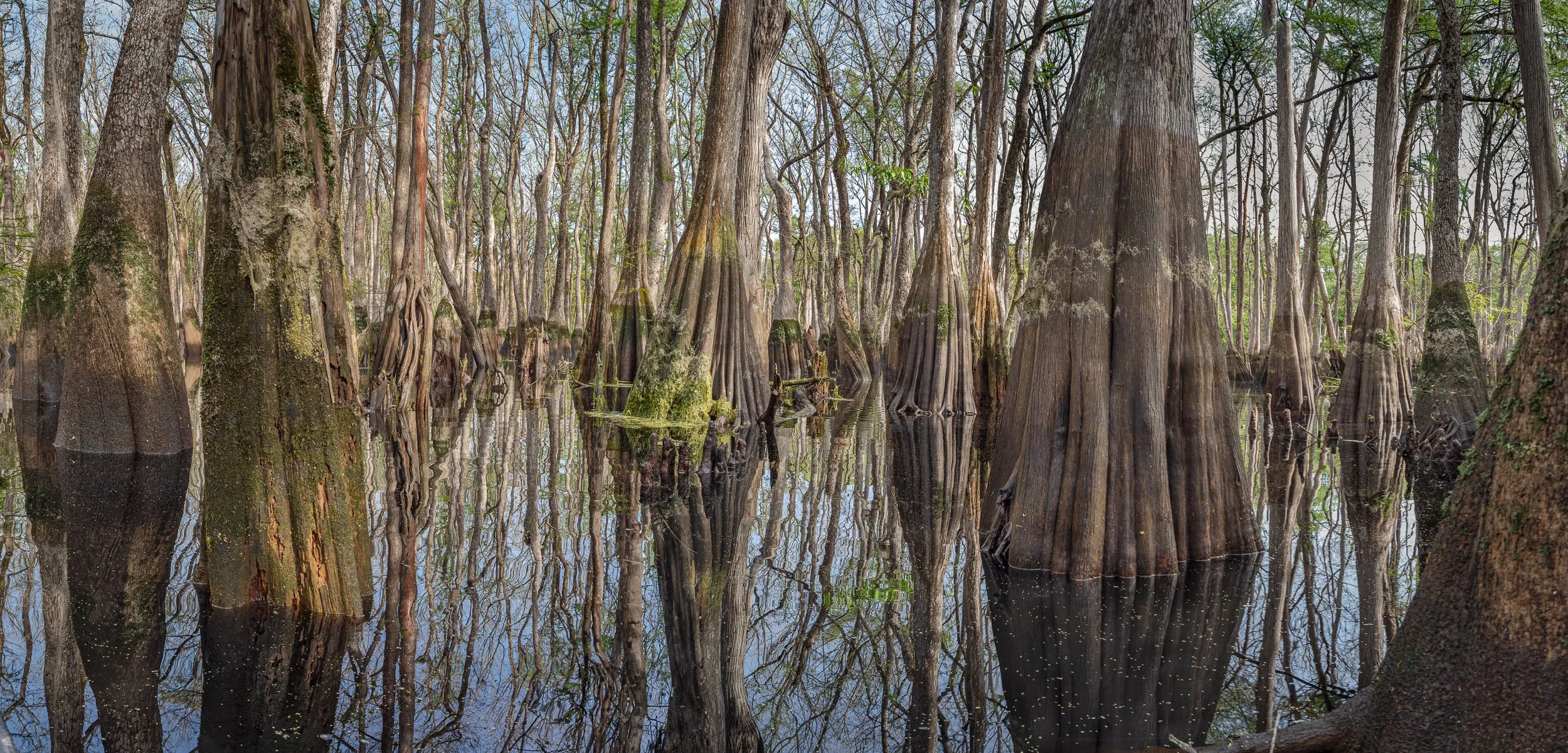    Ebenezer’s Watchmen   (2022) Ebenezer Creek, GA. Archival pigment print, Edition 1/5. 21 x 44 inches. $1,700 framed, $1,400 unframed 
