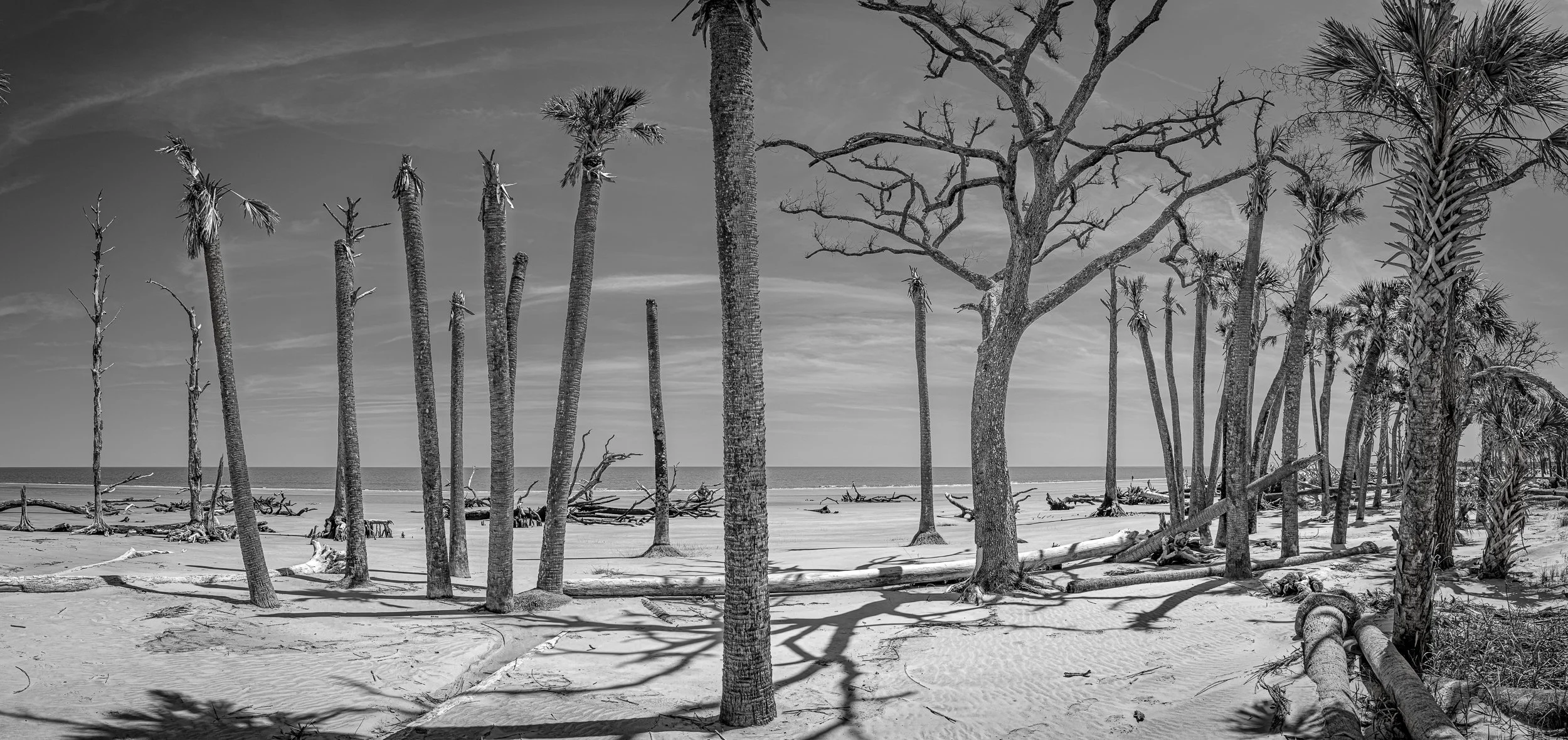    March of the Decapitated   (2024) Hunting Island, SC. Archival pigment print, Edition 1/5. 21 x 44.5 inches. $1,700 framed, $1,400 unframed 