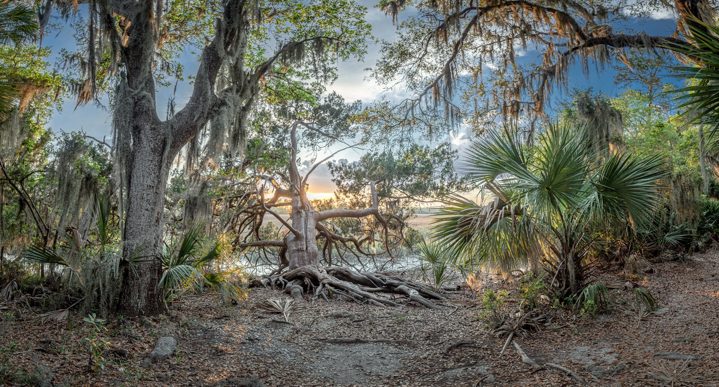   Forest Trinity   (2025) Skidaway Island State Park, GA. Archival pigment print, Edition 1/5. 21 x 39 inches. $1,700 framed, $1,400 unframed 