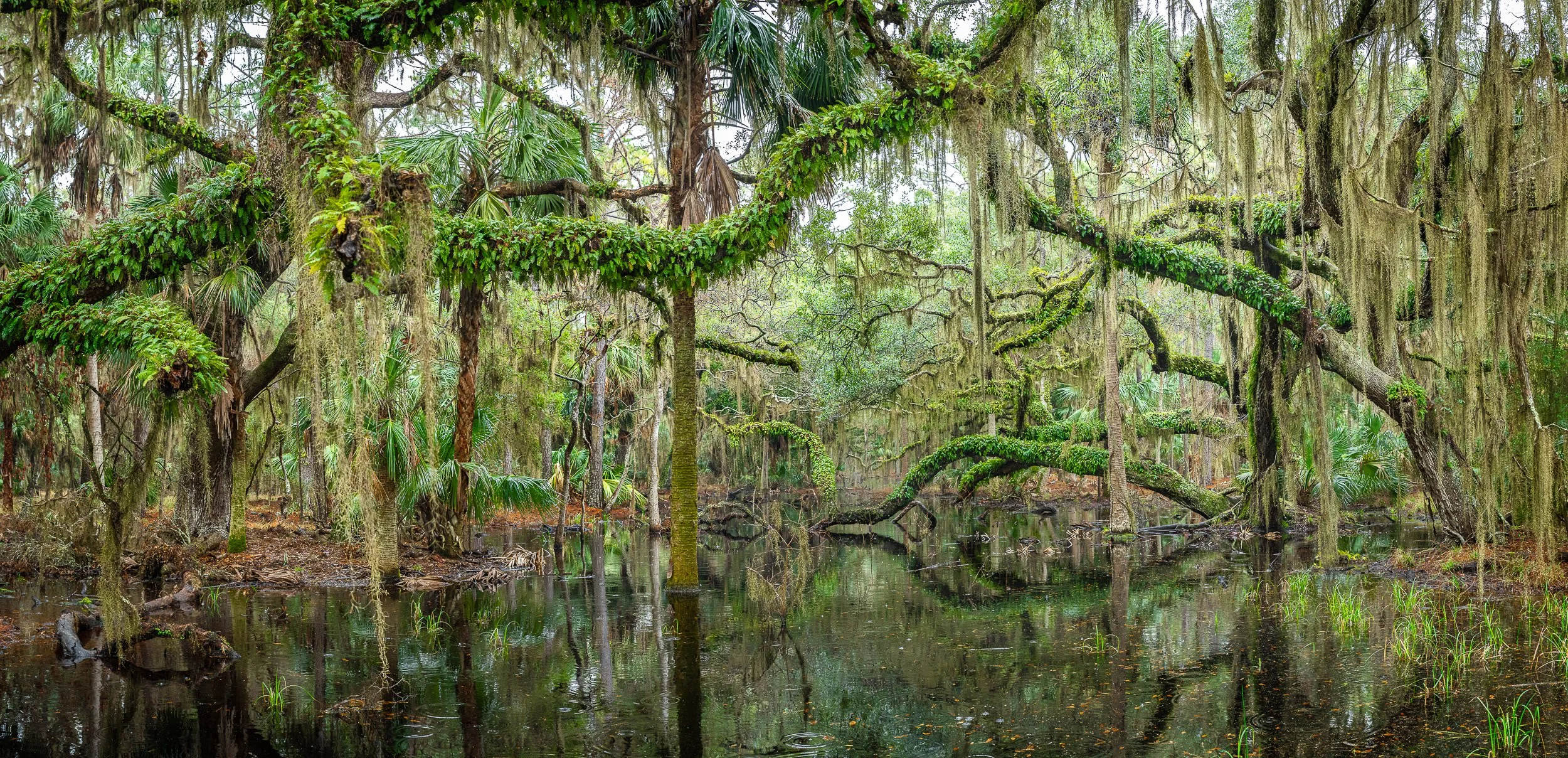   Easy Green   (2025) Ossabaw Island, GA. Archival pigment print, Edition 1/5. 21 x 43 inches. $1,700 framed, $1,400 unframed 