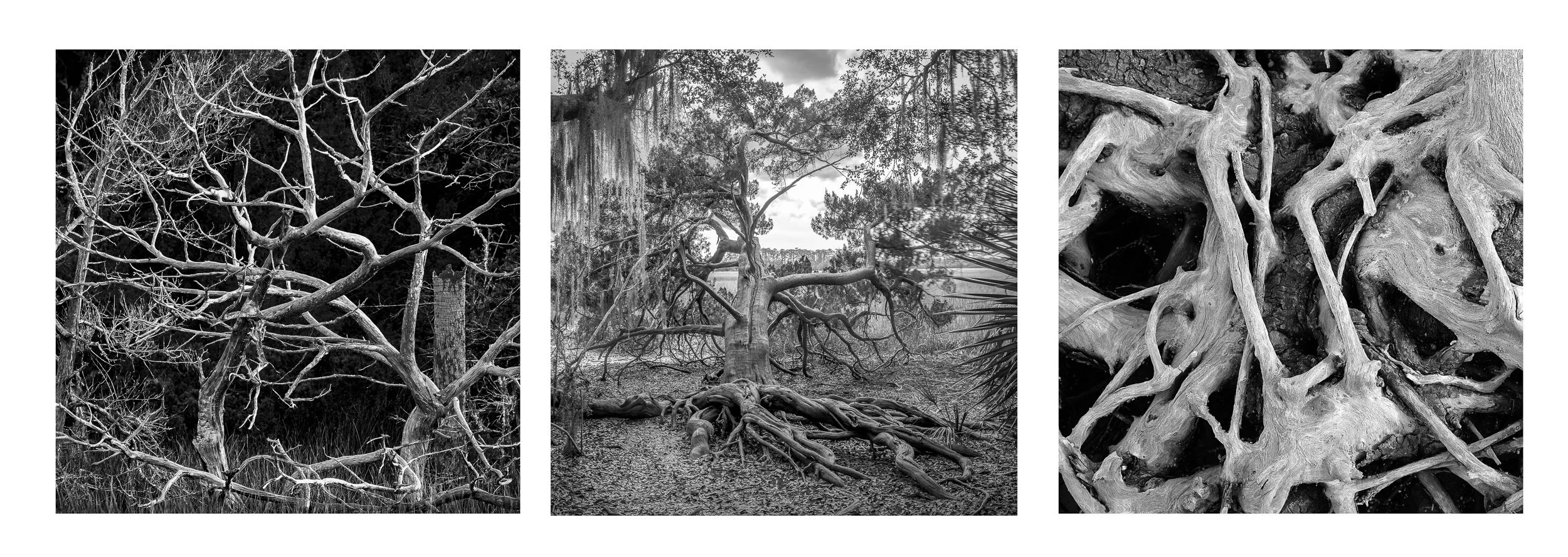    Cruel Coast Triptych.   Skidaway Island State Park, GA. Archival pigment print, Edition 1/5. 18.5 x 47 inches. $2,000 framed 