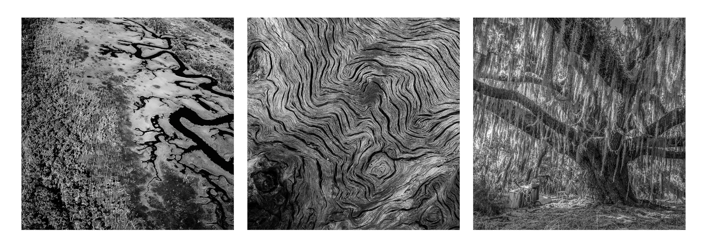    Ossabaw Triptych   (2025) Ossabaw Island, GA. Archival pigment print, Edition 1/5. 18.5 x 47 inches. $2,000 framed 