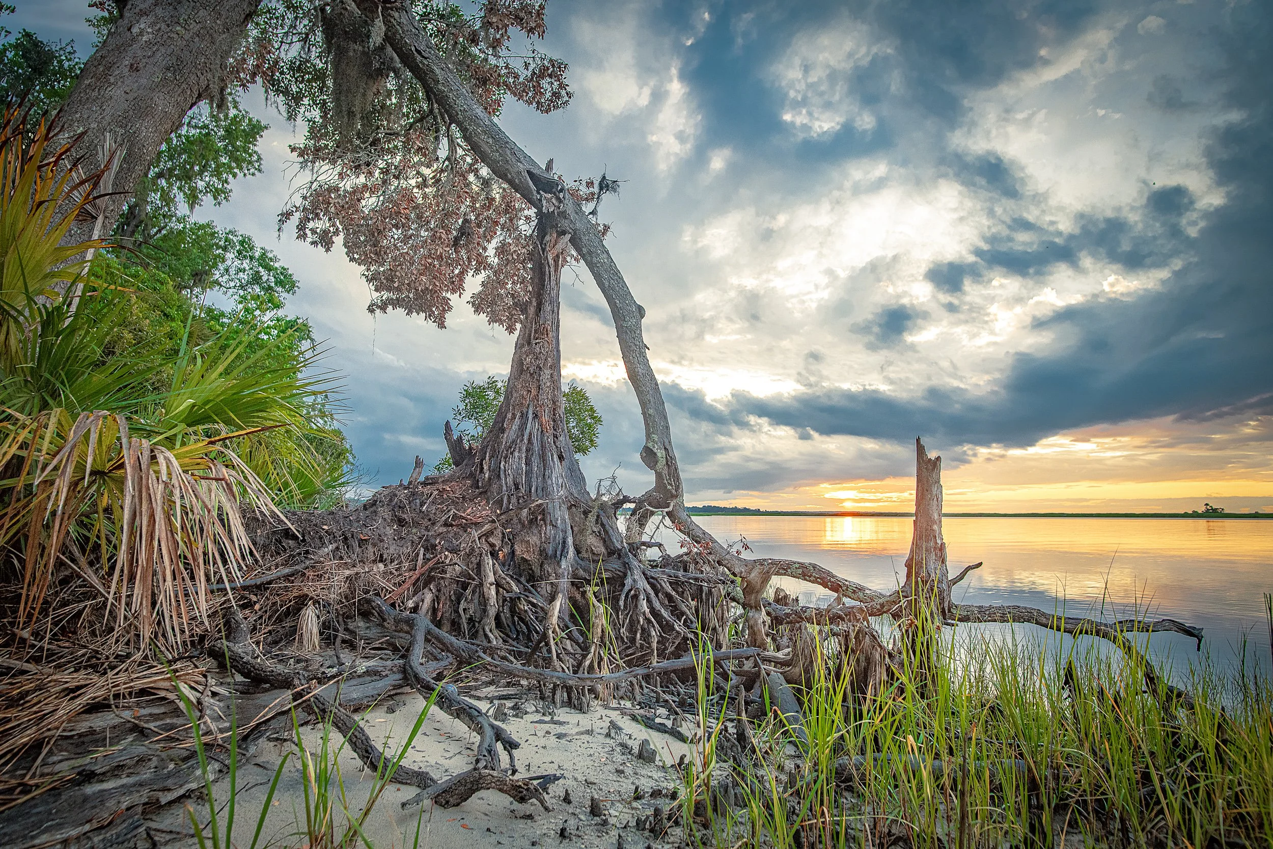    Entropy 1   (2025) Ogeechee River, GA. Archival pigment print, Edition 1/10. 17 x 22 inches. $900 framed, $750 unframed 