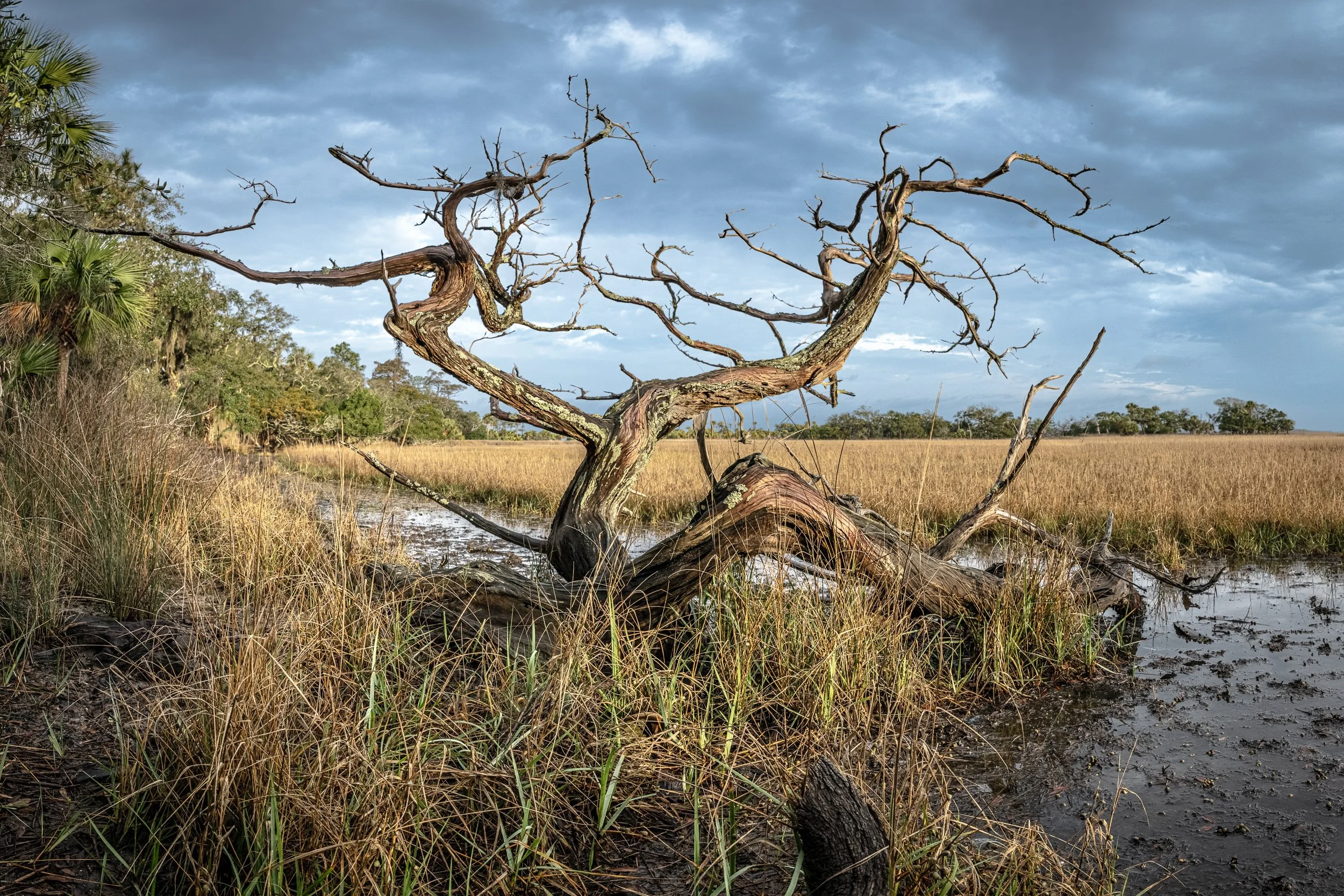    Entropy 4   (2025) Ossabaw Island, GA, Archival pigment print, Edition 1/10. 17 x 22 inches. $900 framed, $750 unframed 