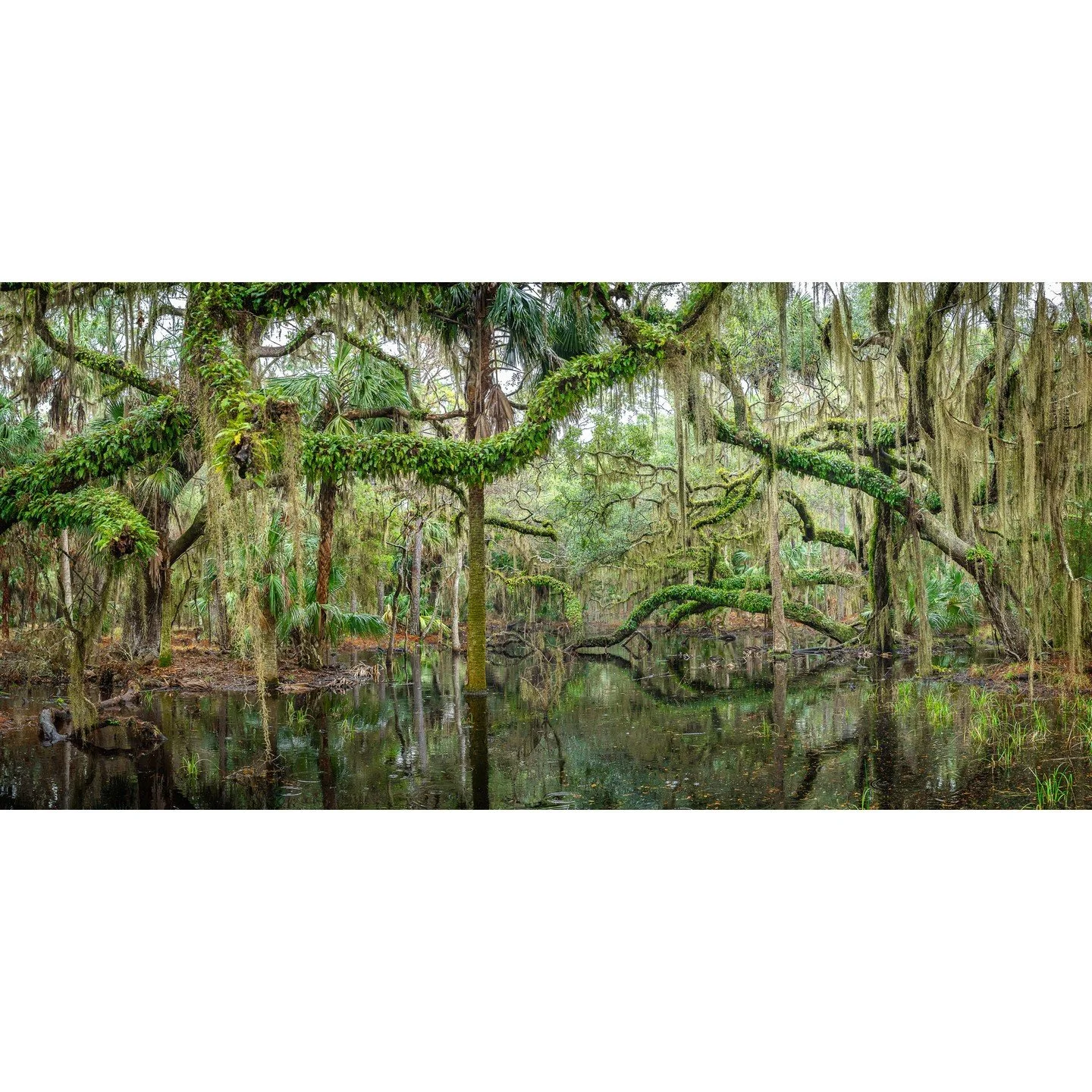 Teake Zuidema, &quot;Easy Green.&quot; Archival pigment print, 21 x 43 inches.⁠
⁠
@teakezuidema⁠
⁠
On Display in &quot;Living on the Edge,&quot; A Solo Exhibition by Teake Zuidema in The Ellis Gallery through October 18th, 2025. ⁠
⁠
Gallery Hours: Th