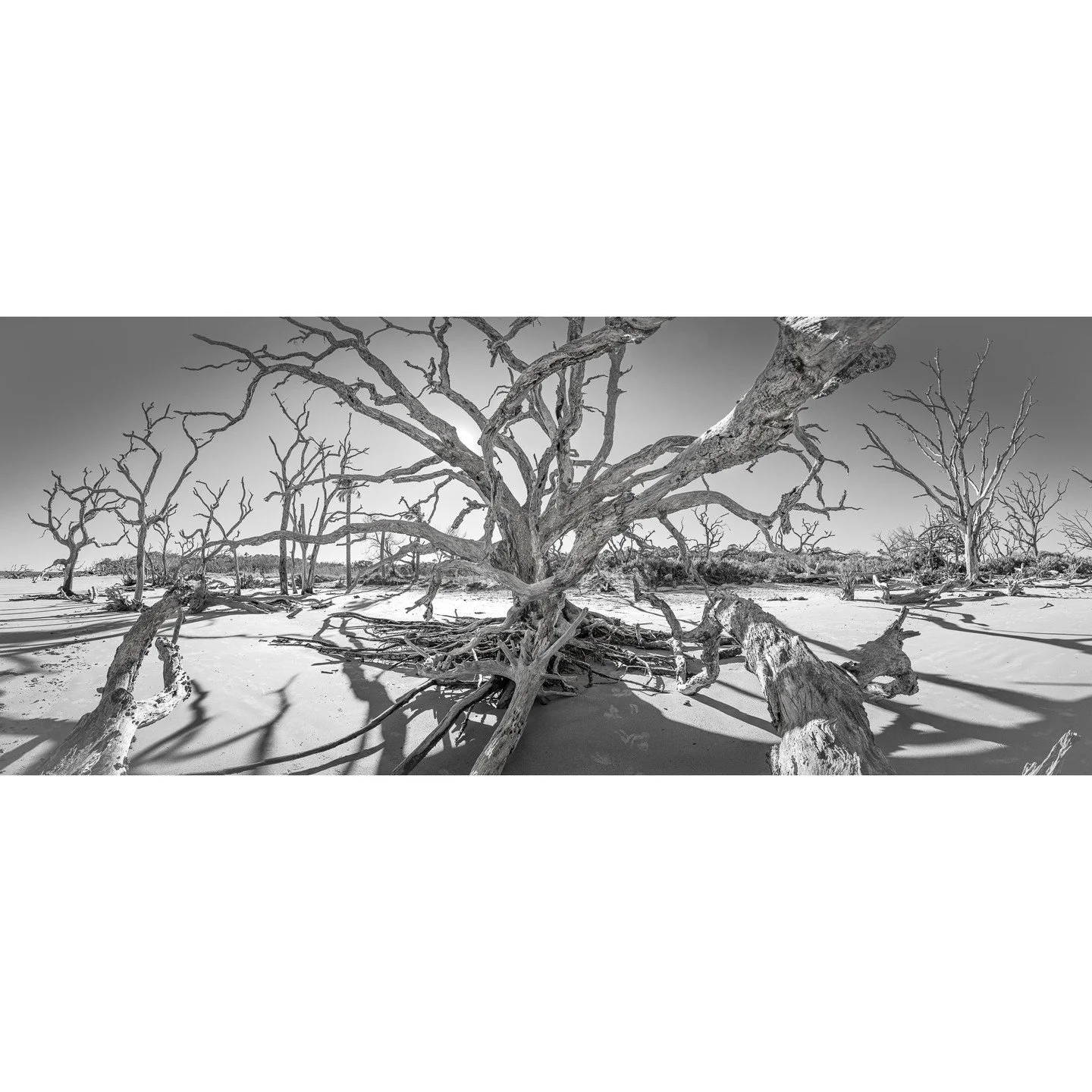 Teake Zuidema, &quot;Angry like an Oak.&quot; Archival pigment print, 21 x 50 inches.⁠
⁠
@teakezuidema⁠
⁠
On Display in &quot;Living on the Edge,&quot; A Solo Exhibition by Teake Zuidema in The Ellis Gallery through October 18th, 2025. ⁠
⁠
Gallery Ho