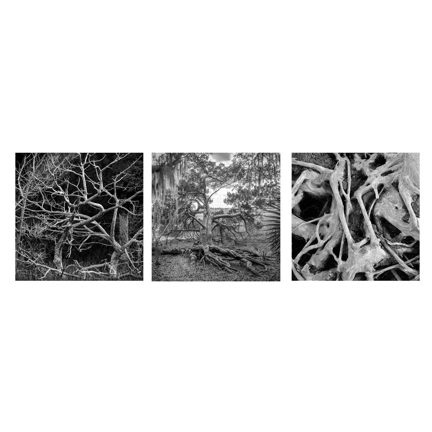 Teake Zuidema, &quot;Cruel Coast Triptych.&quot; Archival pigment print, 18.5 x 47 inches.⁠
⁠
@teakezuidema⁠
⁠
On Display in &quot;Living on the Edge,&quot; A Solo Exhibition by Teake Zuidema in The Ellis Gallery through October 18th, 2025. ⁠
⁠
Galle